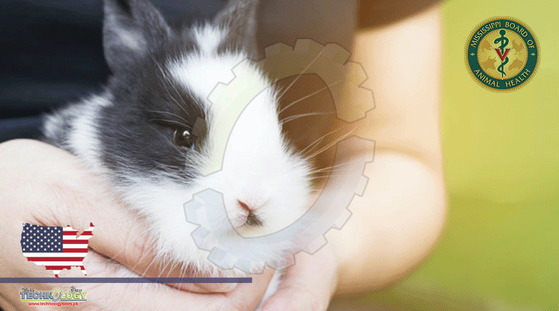Fatal Rabbit Hemorrhagic Disease Spotted In Mississippi