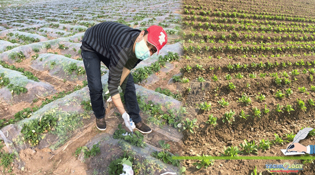 Organic-farming-in-Pakistan