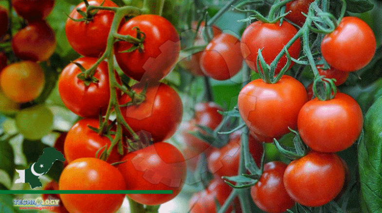PFVA Criticizes Govt For Being Ignorant About Tomato Export