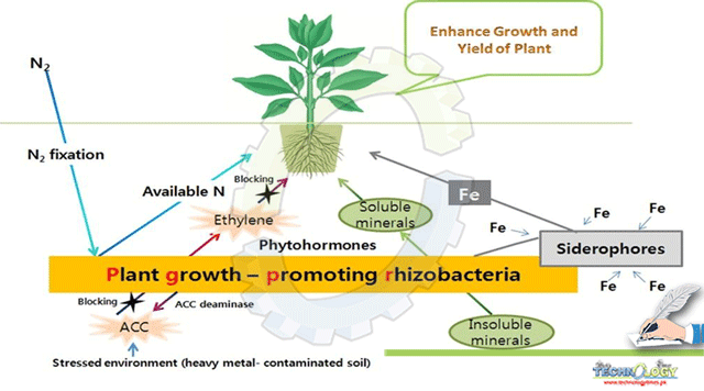 Role-Of-Rhizobacteria-In-Heavy-Metal-Contaminated-Soil