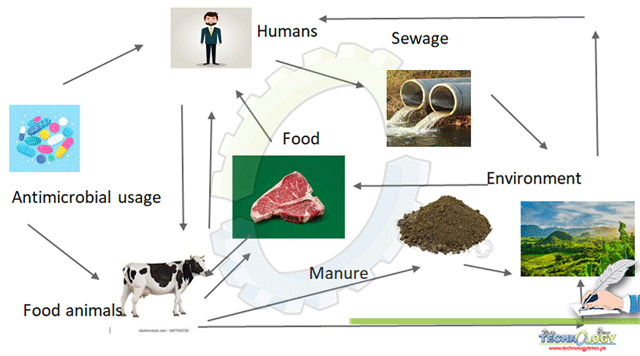 Transmission-of-Antimicrobial-Resistance-to-Humans-Through-The-Consumption-of-Animal-derived-Food