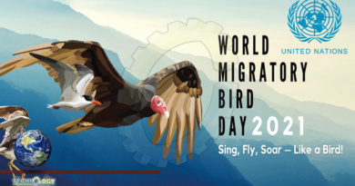 World Migratory Bird Day Aims To Raise Global Awareness About The Ecological Importance