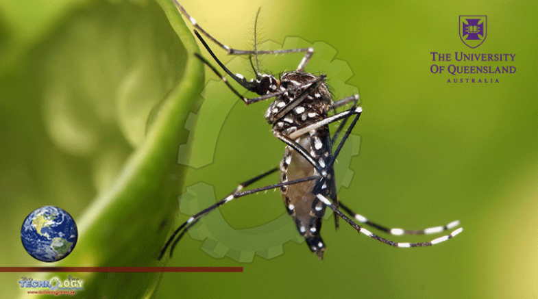 Sterilize Is Answer To Eradicating Mosquito-Borne Disease In Australia