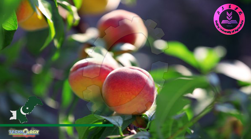 Beijing Mode May Boost Organic Peach Growing In Pakistan