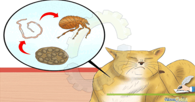 Cat-Parasites-a-Zoonotic-Aspect