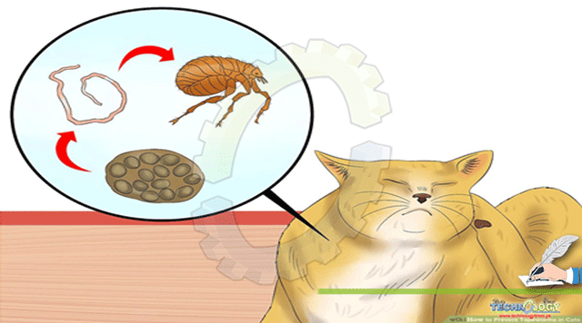 Cat-Parasites-a-Zoonotic-Aspect