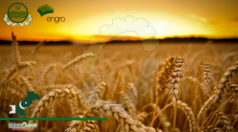 Engro Fertilizers Partners With Punjab Government For “Grow More Wheat” Campaign