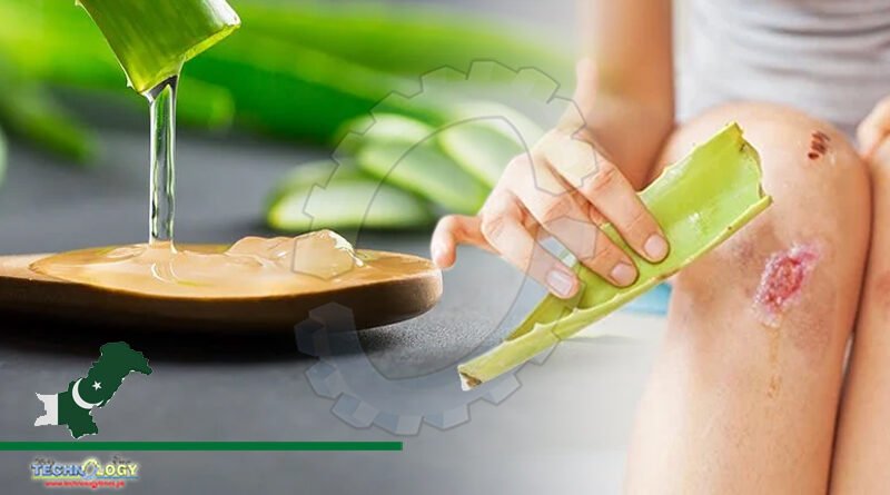 Despite various modern skin cares and treatments, using herbal products like aloe vera plays an indispensable role in wound healing
