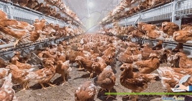 Bacterial-Diseases-Affecting-On-Egg-Production-Of-Laying-Hens