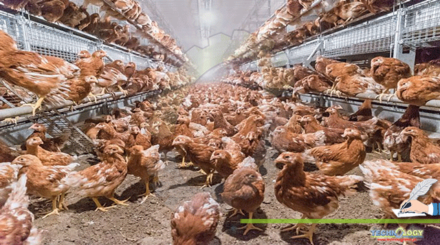 Bacterial-Diseases-Affecting-On-Egg-Production-Of-Laying-Hens