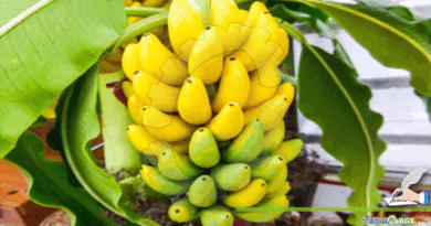 Bananas-and-its-interesting-facts