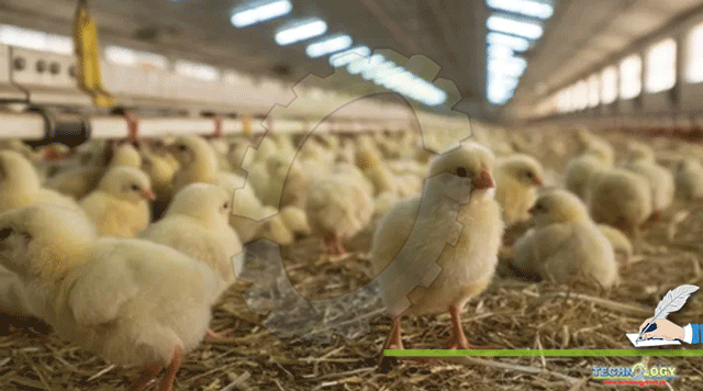 Overview-of-Bacterial-Diseases-in-Poultry-and-their-control
