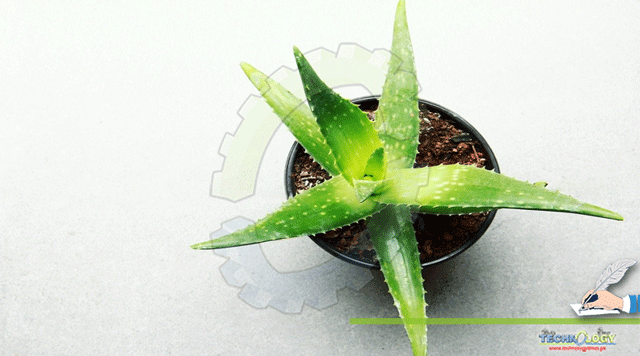 Aloe-Vera-Extract-Promotes-Hair-Growth-in-Experimental-Mice-1