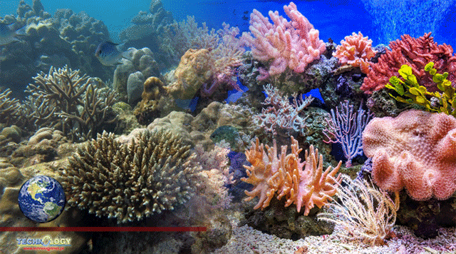 Bleached-coral-reefs