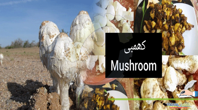 Delightful-Desert-Mushroom