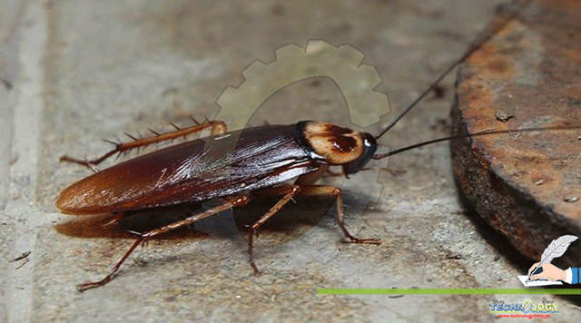 Epidemiology-of-cockroaches