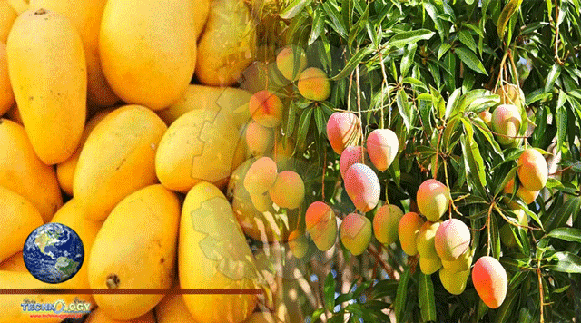 Mango growers advised to insulate orchards from frost