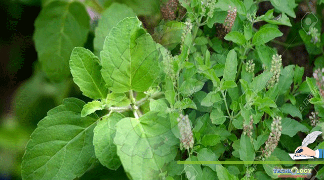 Therapeutic-aspects-and-high-medicinal-values-of-TULSI.