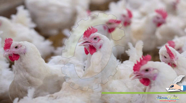 Upholding-broiler-production-by-minimizing-feed-cost