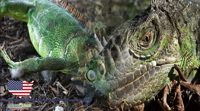 stunned-iguanas-falling-fro