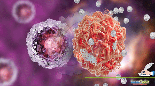 Cancer Stem Cells CSCs in Solid Tumors