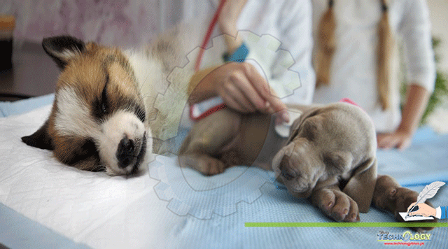 Canine-Parvovirus-a-deadly-infection-in-puppies