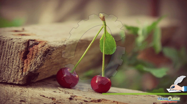 Exploring-the-Traditional-and-Medicinal-Properties-of-Cherry