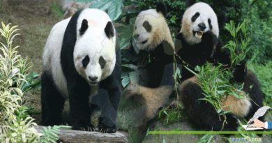Giant-Pandas