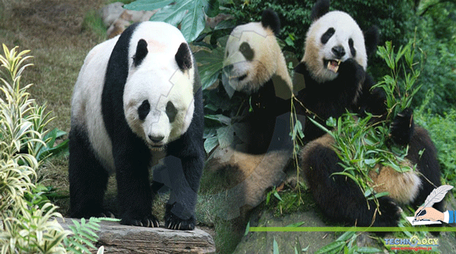 Giant-Pandas