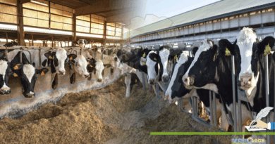 Impact-of-Climate-Change-on-Livestock-Dairy-sector