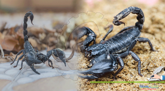 The-Best-Way-to-Control-Scorpions.