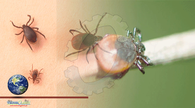 Male Tick