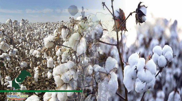 cotton economy