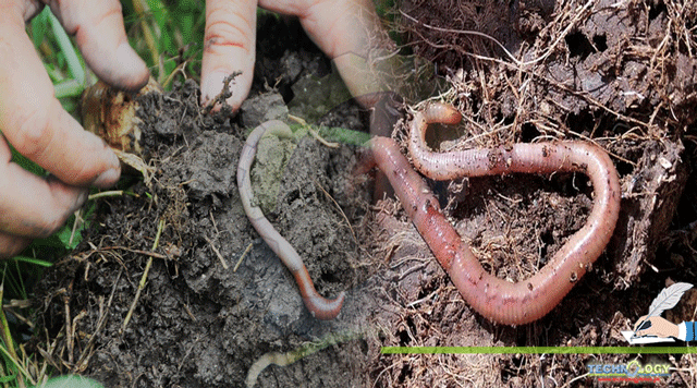 THE-ROLE-OF-EARTHWORMS-IN-SUSTAINABLE-AGRICULTURE