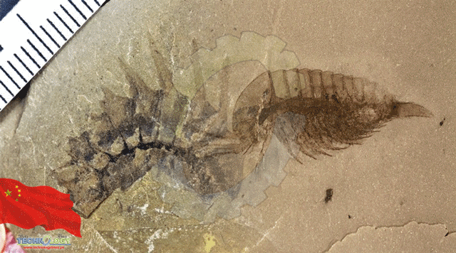 old-fossil-group