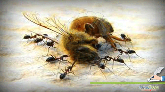 Climate-change-and-Honey-bees-A-bigger-financial-threat-to-Pakistan-than-terrorism.