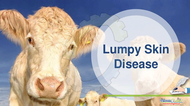 Lumpy-Skin-Disease