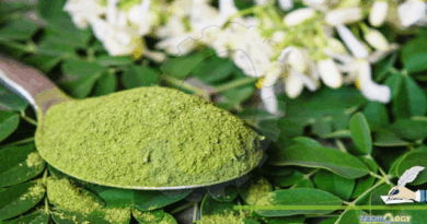 SIGNIFICANCE-OF-MORINGA-PLANT-IN-POULTRY.