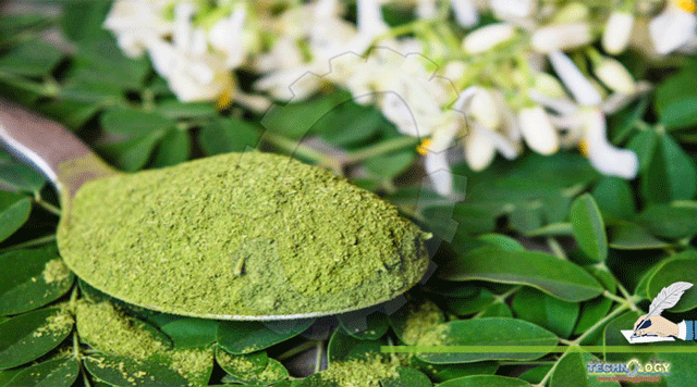 SIGNIFICANCE-OF-MORINGA-PLANT-IN-POULTRY.