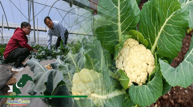 cauliflower-hybrid-planting