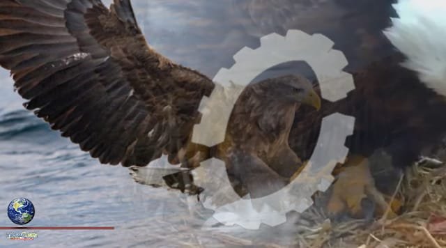 Energy company killed eagles