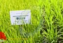 Chinese scientists find gene for drought resistance in rice