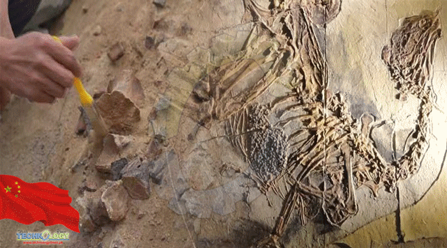 Dinosaur-fossil-125-mln