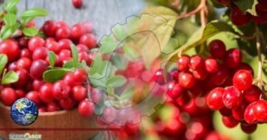 How Cranberries Could Improve Memory, Boost Brain Function, and Ward Off Dementia