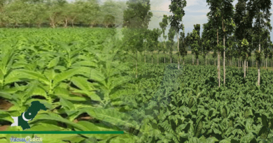 Joint-venture-tobacco-crop