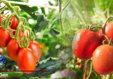 Scientists Create Tomatoes Genetically Engineered