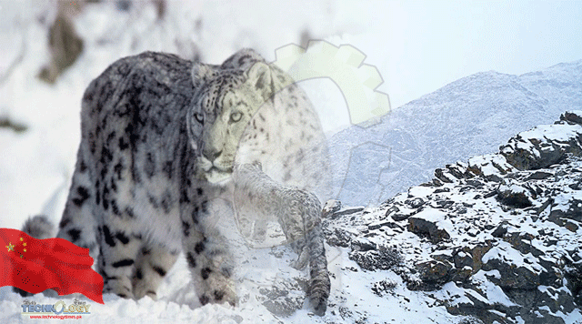 Snow-leopard-population