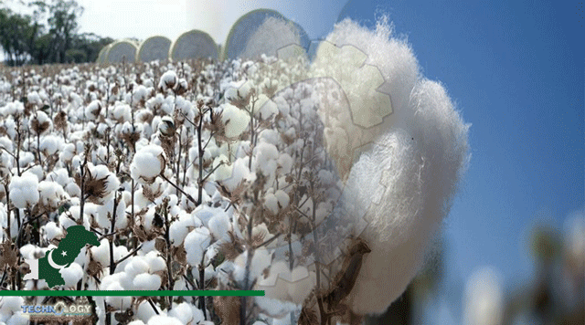 cotton-production-technology