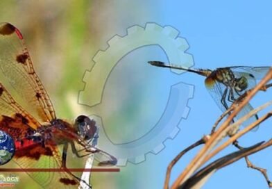 Dragonflies Utilize Eyesight and Slight Wing Control