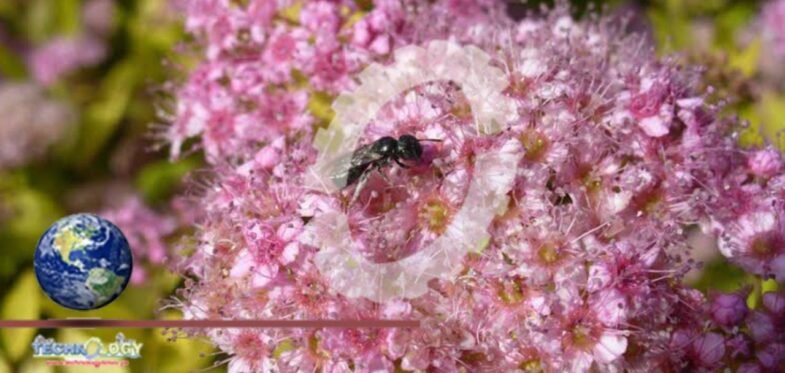 Clues to bee health found in their gut microbiome